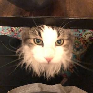 Meet your Posher, Sumin